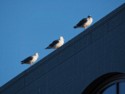 Three seagulls