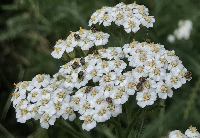 Bugs on flowers