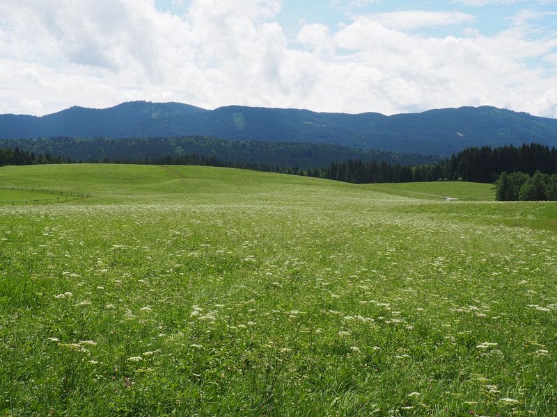 Fields full of Queen Anne's lace flowers