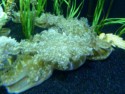 Bottom-dwelling jellyfish