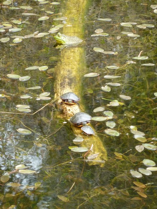 Box turtles and bull frog