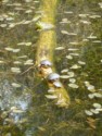 Box turtles and bull frog