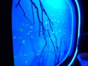 Flourescing tetras