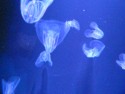 Jellyfish 3