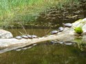 More box turtles