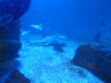 Nurse shark
