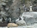 Penguins