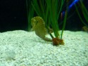 Sea horse