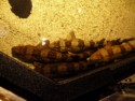 Sharks in petting tank