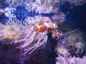 Trigger fish amongst anemones