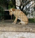 A sad dog