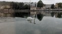 A swan swims on glassy smooth water