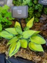 Hosta 'June'