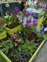 Pretty flowers