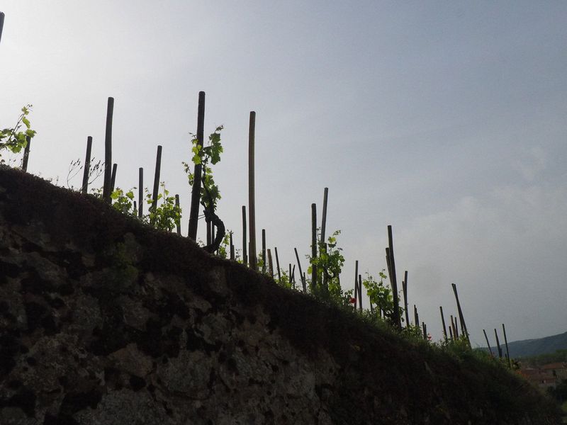 The vines are just starting to leaf
