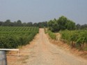 A road through the vineyard