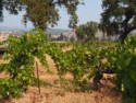 Another Story vineyard