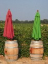 Vineyard bewteen the umbrellas