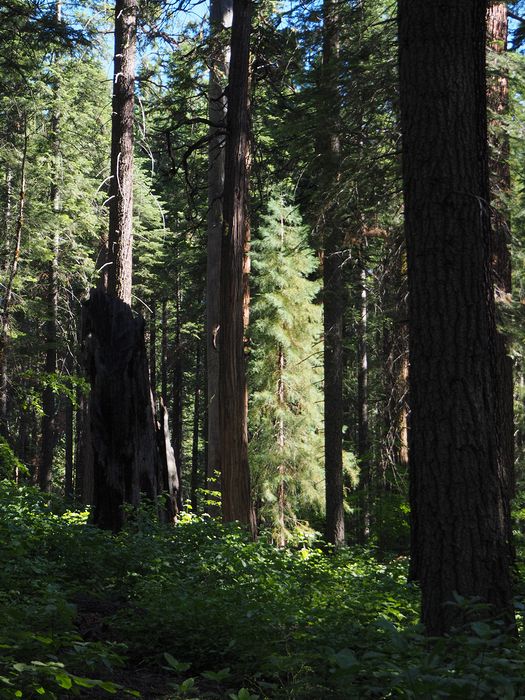 An incense cedar amongst the other trees
