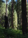 An incense cedar amongst the other trees