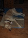 Dog #6
