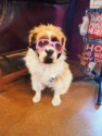 Dog #7