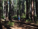 Eloise in a redwood grove that started growing after the 1908 fire