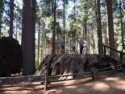 Eloise, June, and Linda on the Big Stump