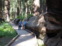 Linda and June lean on Father of the Forest