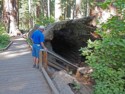 Livingston goes into the hollow tree
