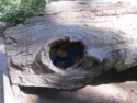 Livingston peeks through the know hole