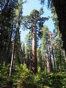 Old Bachelor tree