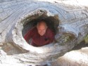Pete peeks out of a huge knot hole