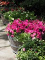 Petunias