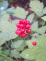 Pretty red berries