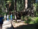 Stump of Father of the Forest that fell hundreds of years ago