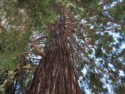 Tangle of tree branches